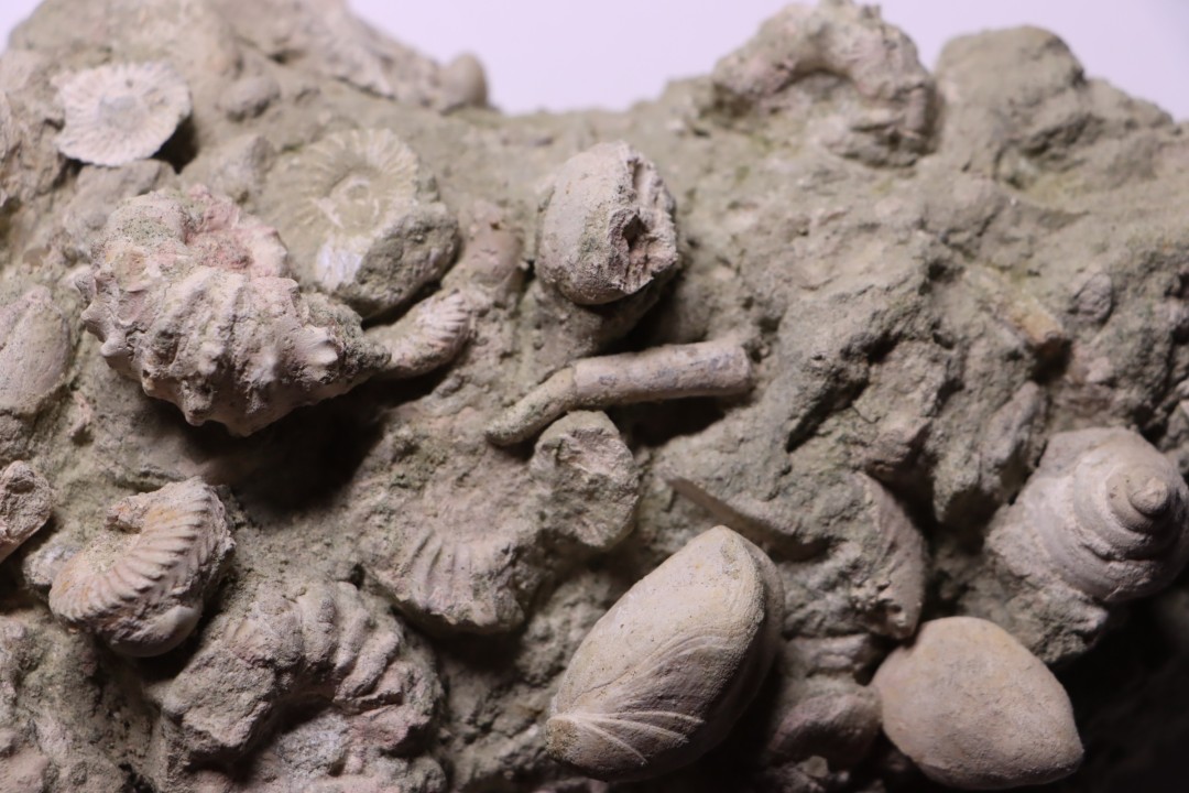 nautile:  EUTREPHOCERAS BOUCHARDIANUM Albien moyen  - carriere Courcelles,  Troyes, Aube, FRANCE