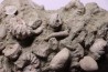 nautile:  EUTREPHOCERAS BOUCHARDIANUM Albien moyen  - carriere Courcelles,  Troyes, Aube, FRANCE