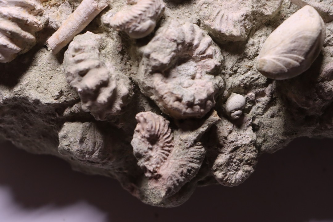 nautile:  EUTREPHOCERAS BOUCHARDIANUM Albien moyen  - carriere Courcelles,  Troyes, Aube, FRANCE