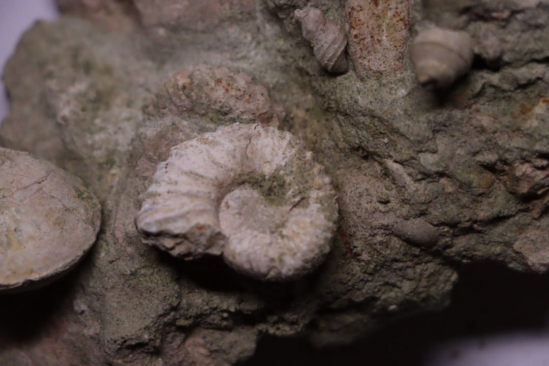 Bloc des sables verts de l’albien inferieur de Bellegarde, Ain, FRANCE