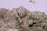 Bloc des sables verts de l’albien inferieur de Bellegarde, Ain, FRANCE