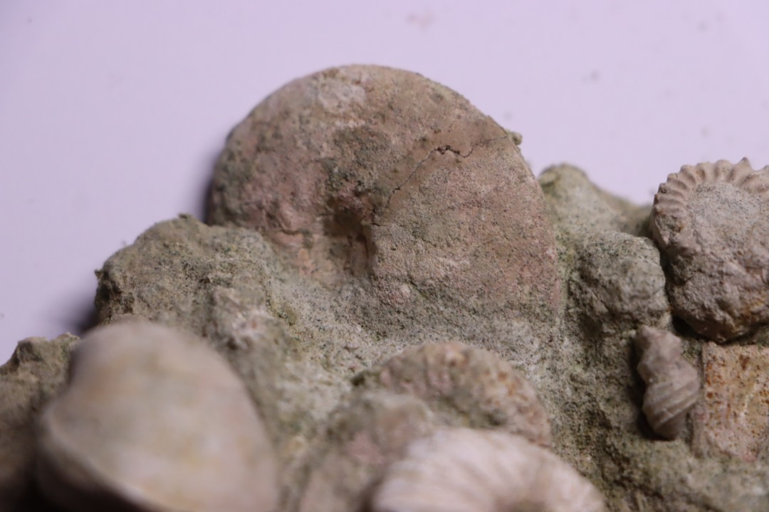Bloc des sables verts de l’albien inferieur de Bellegarde, Ain, FRANCE