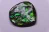 AMMOLITE - crétacé supérieur - Alberta, CANADA