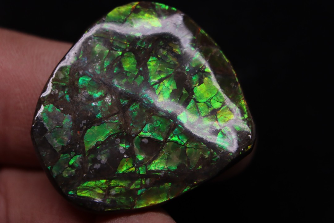AMMOLITE - crétacé supérieur - Alberta, CANADA