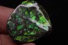 AMMOLITE - crétacé supérieur - Alberta, CANADA