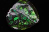 AMMOLITE : upper cretaceous - Alberta - CANADA