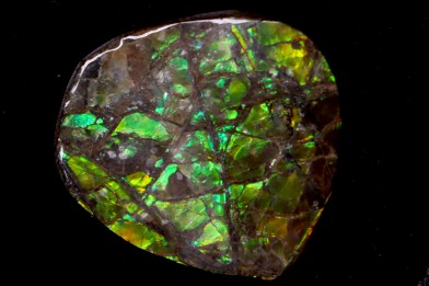 AMMOLITE - crétacé supérieur - Alberta, CANADA