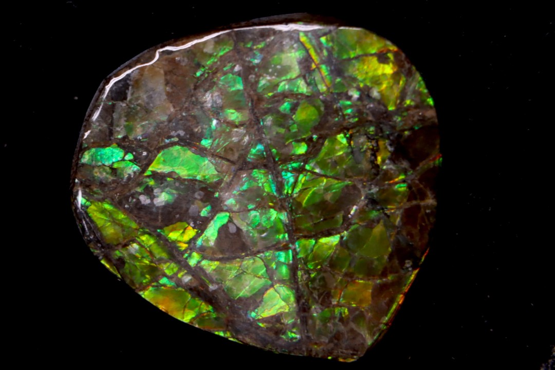 AMMOLITE - crétacé supérieur - Alberta, CANADA