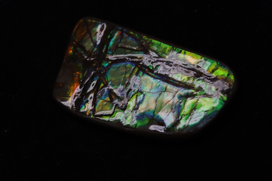 AMMOLITE : upper cretaceous - Alberta - CANADA