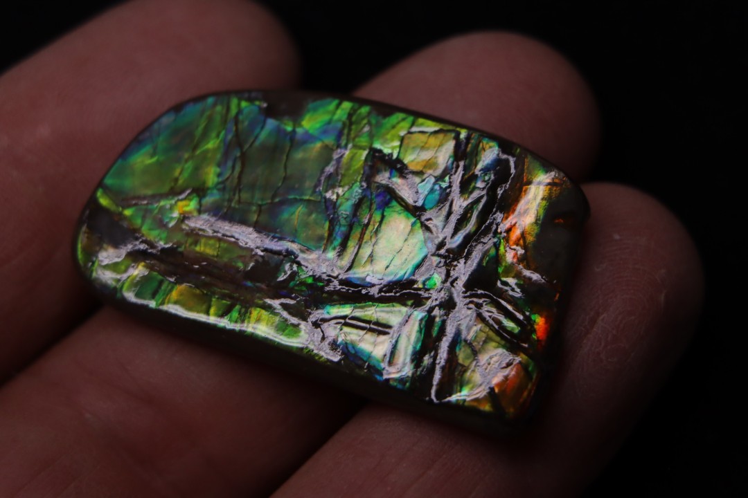 AMMOLITE - crétacé supérieur - Alberta, CANADA