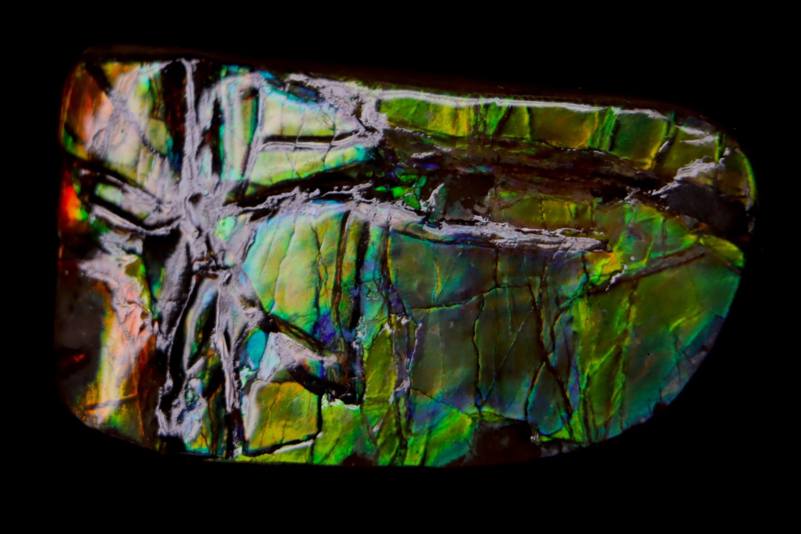 AMMOLITE - crétacé supérieur - Alberta, CANADA