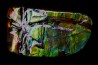 AMMOLITE : upper cretaceous - Alberta - CANADA