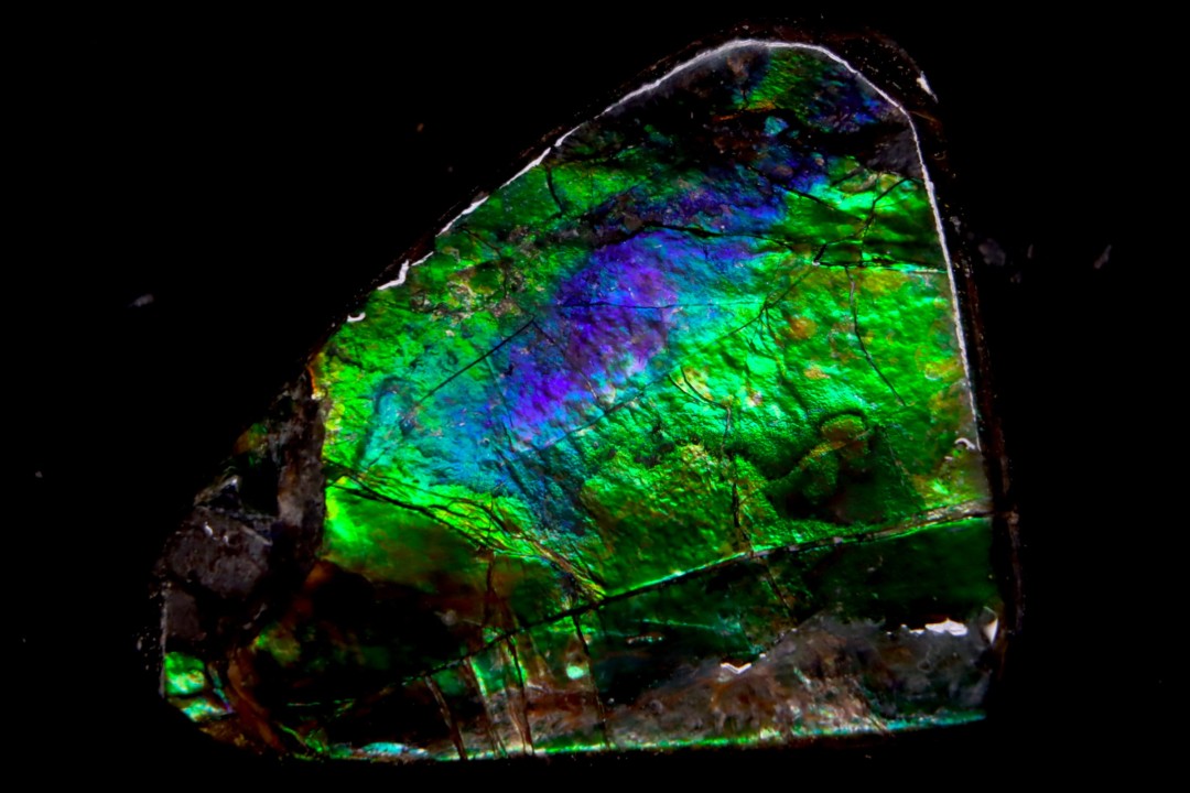 AMMOLITE - crétacé supérieur - Alberta, CANADA