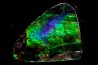 AMMOLITE - crétacé supérieur - Alberta, CANADA