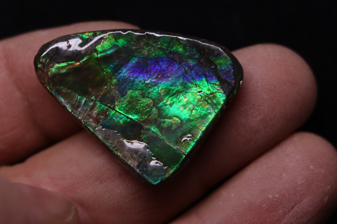 AMMOLITE : upper cretaceous - Alberta - CANADA