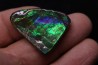 AMMOLITE - crétacé supérieur - Alberta, CANADA