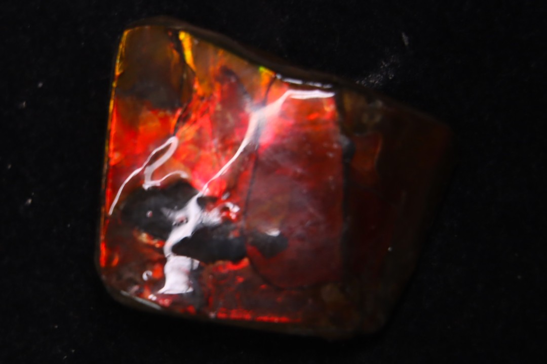 AMMOLITE : upper cretaceous - Alberta - CANADA