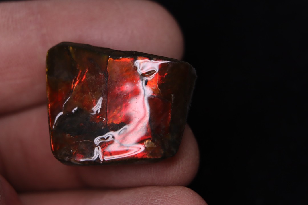 AMMOLITE : upper cretaceous - Alberta - CANADA