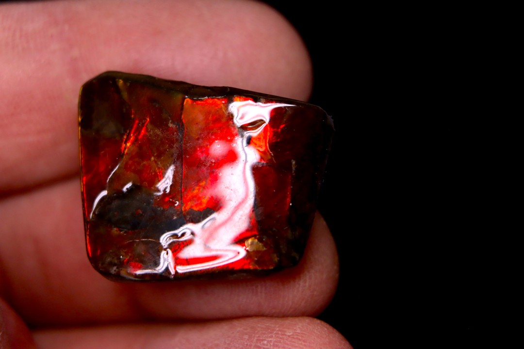 AMMOLITE : upper cretaceous - Alberta - CANADA