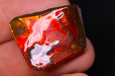 AMMOLITE : upper cretaceous - Alberta - CANADA