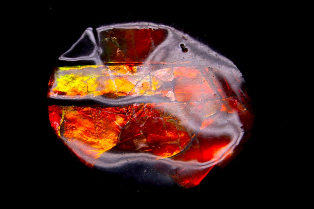AMMOLITE : upper cretaceous - Alberta - CANADA