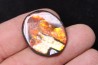 AMMOLITE : upper cretaceous - Alberta - CANADA