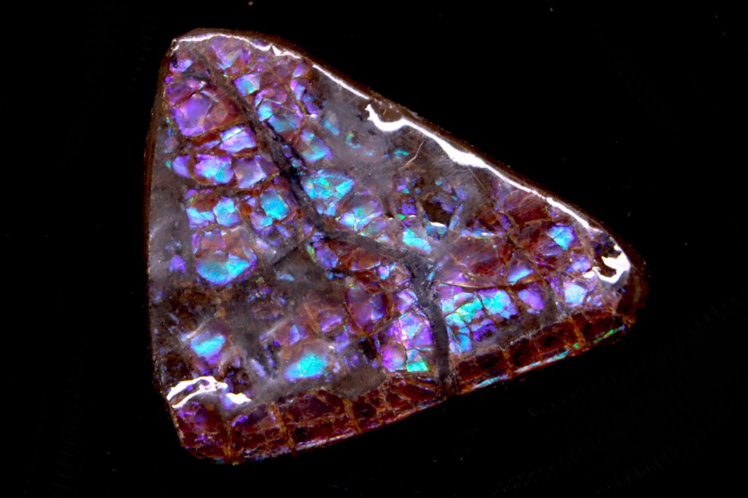 AMMOLITE : upper cretaceous - Alberta - CANADA