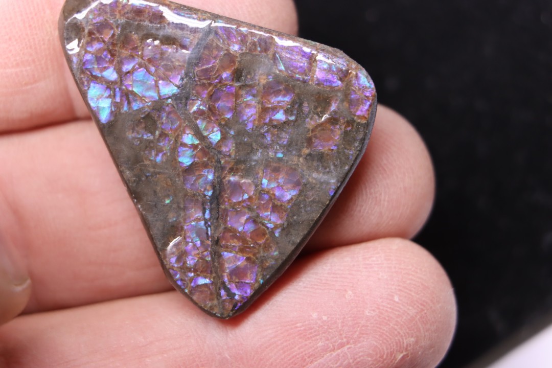 AMMOLITE : upper cretaceous - Alberta - CANADA