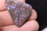 AMMOLITE : upper cretaceous - Alberta - CANADA