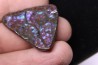 AMMOLITE : upper cretaceous - Alberta - CANADA