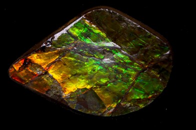 AMMOLITE : upper cretaceous - Alberta - CANADA