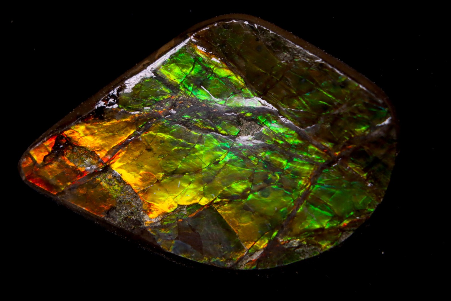AMMOLITE : upper cretaceous - Alberta - CANADA