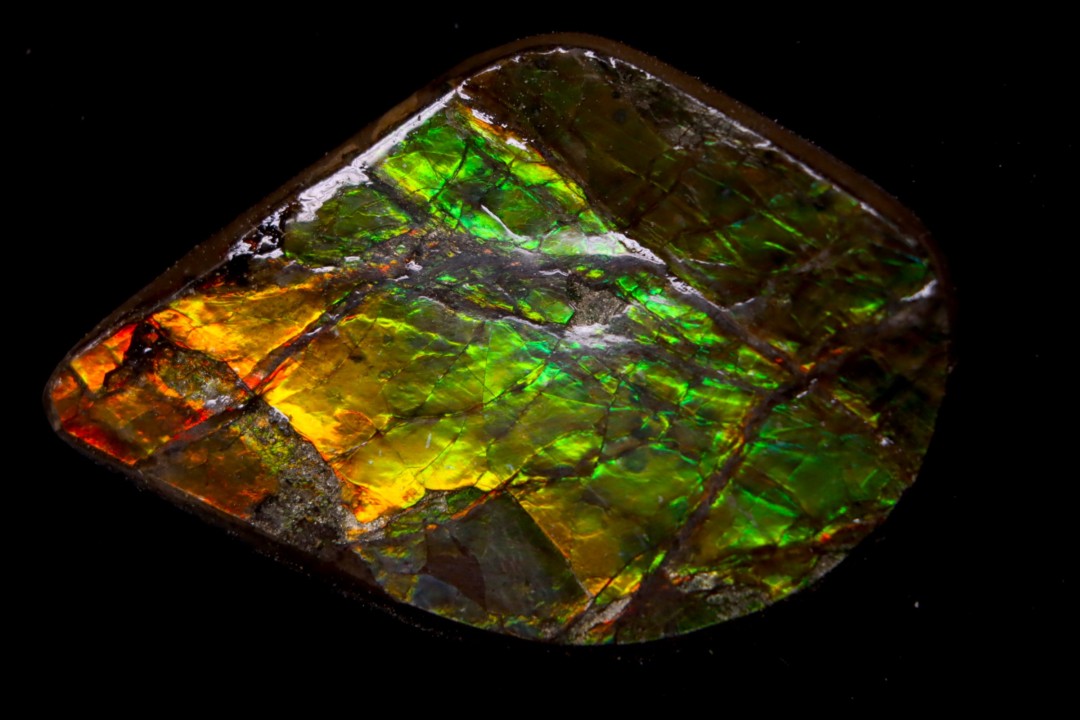 AMMOLITE : upper cretaceous - Alberta - CANADA