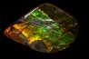 AMMOLITE : upper cretaceous - Alberta - CANADA