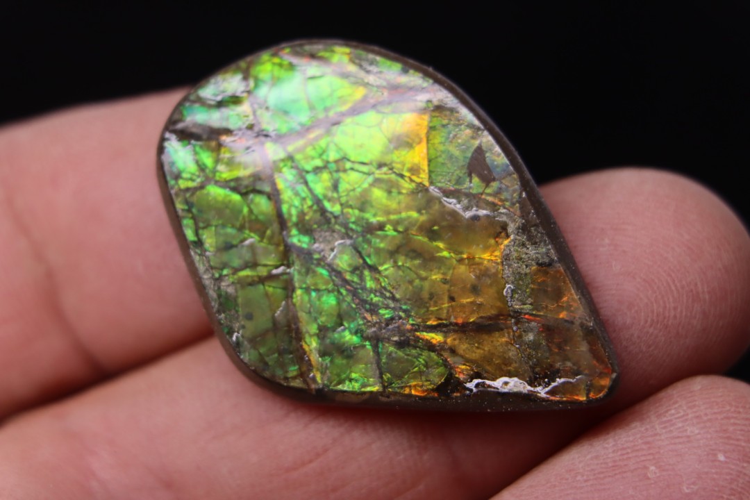 AMMOLITE - crétacé supérieur - Alberta, CANADA