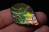 AMMOLITE : upper cretaceous - Alberta - CANADA