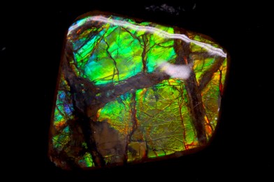 AMMOLITE : upper cretaceous - Alberta - CANADA