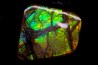 AMMOLITE : upper cretaceous - Alberta - CANADA