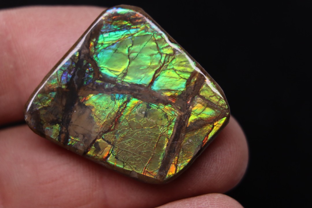 AMMOLITE : upper cretaceous - Alberta - CANADA