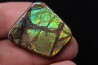 AMMOLITE : upper cretaceous - Alberta - CANADA