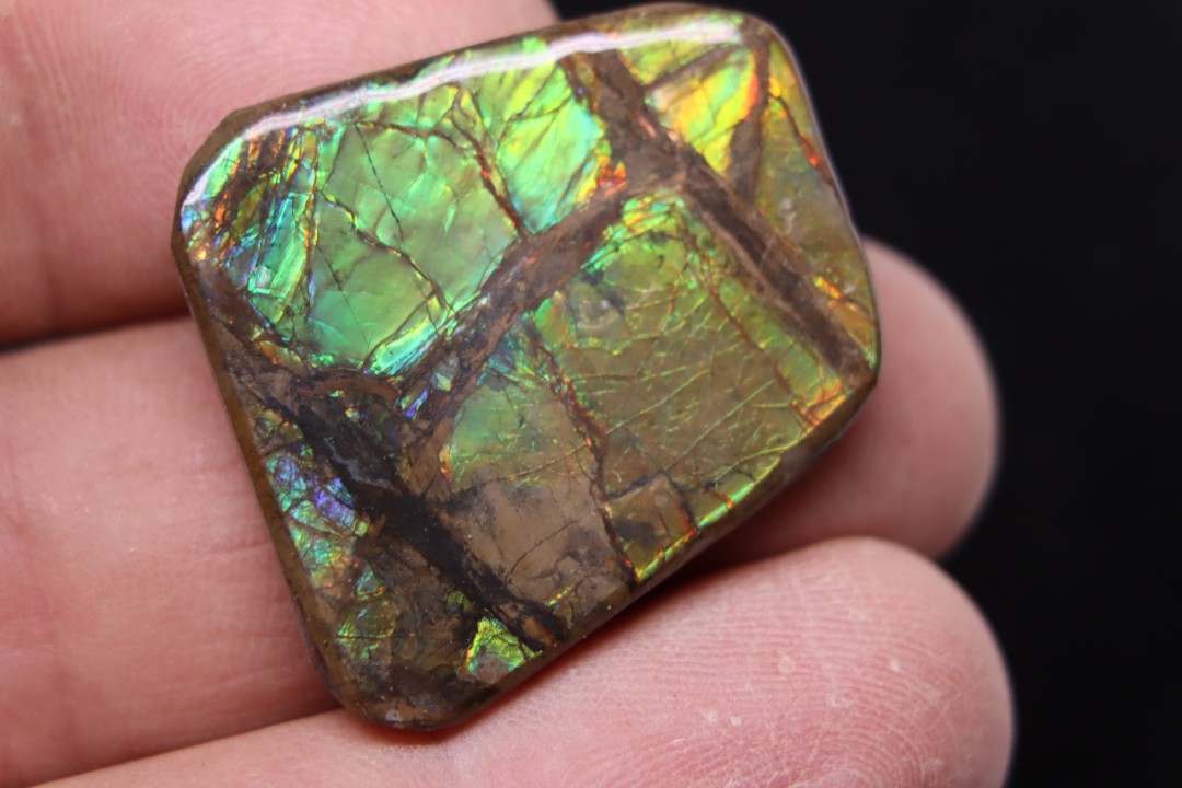 AMMOLITE : upper cretaceous - Alberta - CANADA