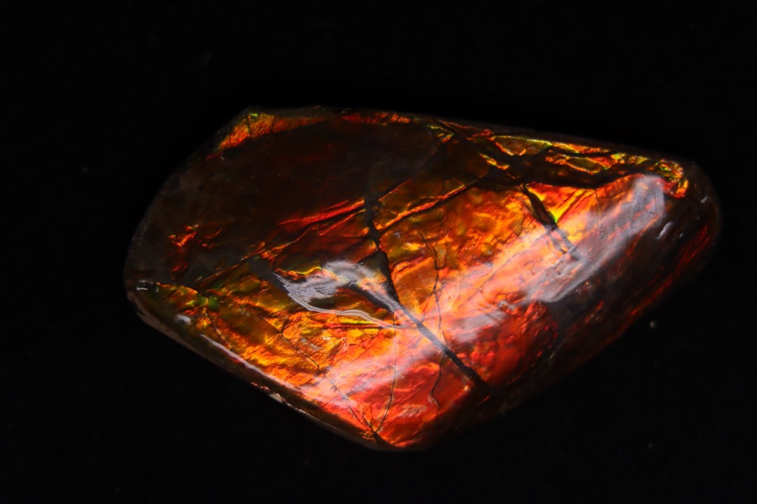 AMMOLITE - crétacé supérieur - Alberta, CANADA