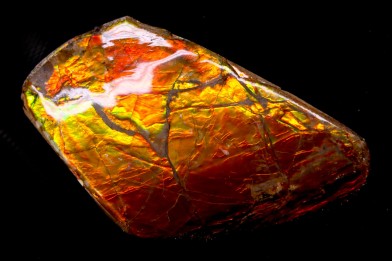 AMMOLITE - crétacé supérieur - Alberta, CANADA