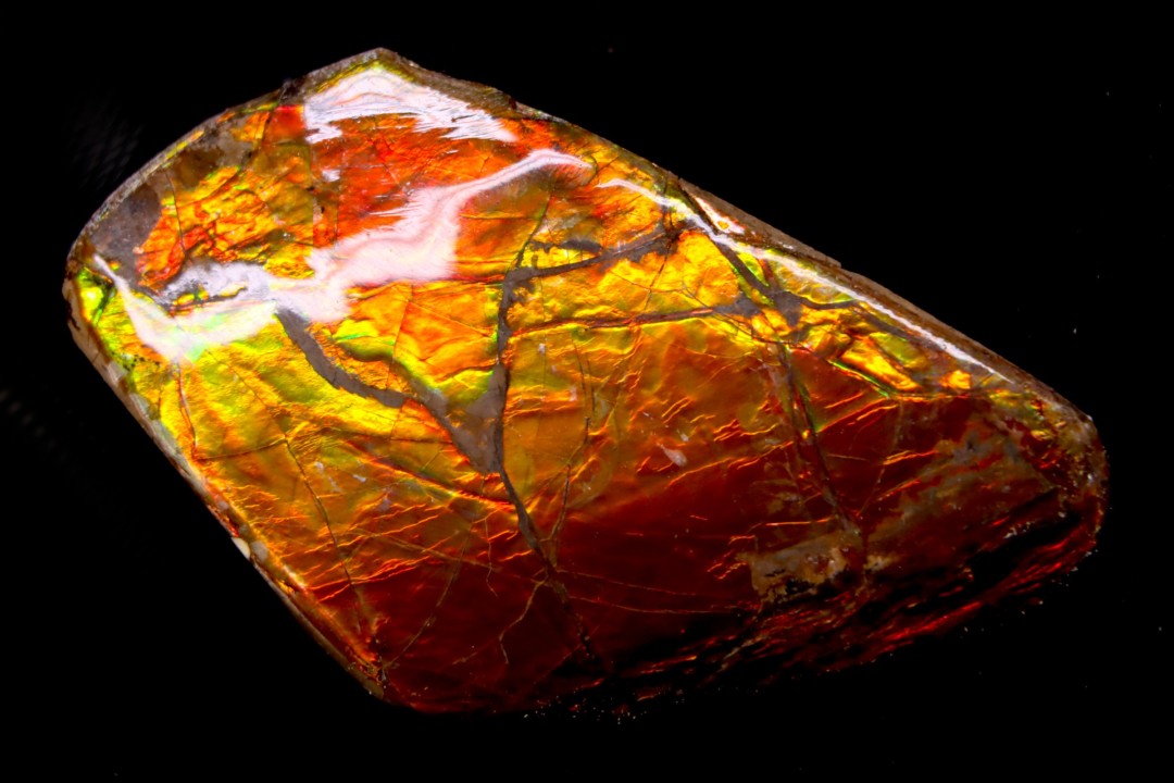AMMOLITE : upper cretaceous - Alberta - CANADA