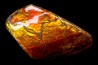 AMMOLITE - crétacé supérieur - Alberta, CANADA