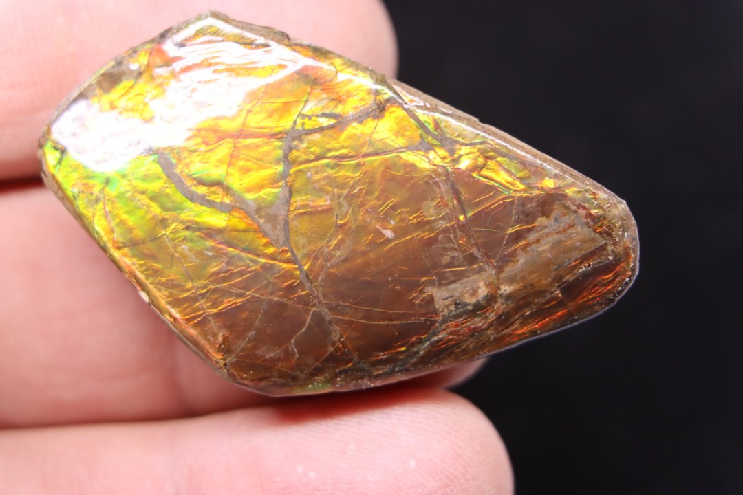 AMMOLITE - crétacé supérieur - Alberta, CANADA