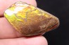 AMMOLITE - crétacé supérieur - Alberta, CANADA