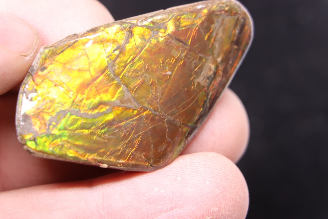 AMMOLITE - crétacé supérieur - Alberta, CANADA