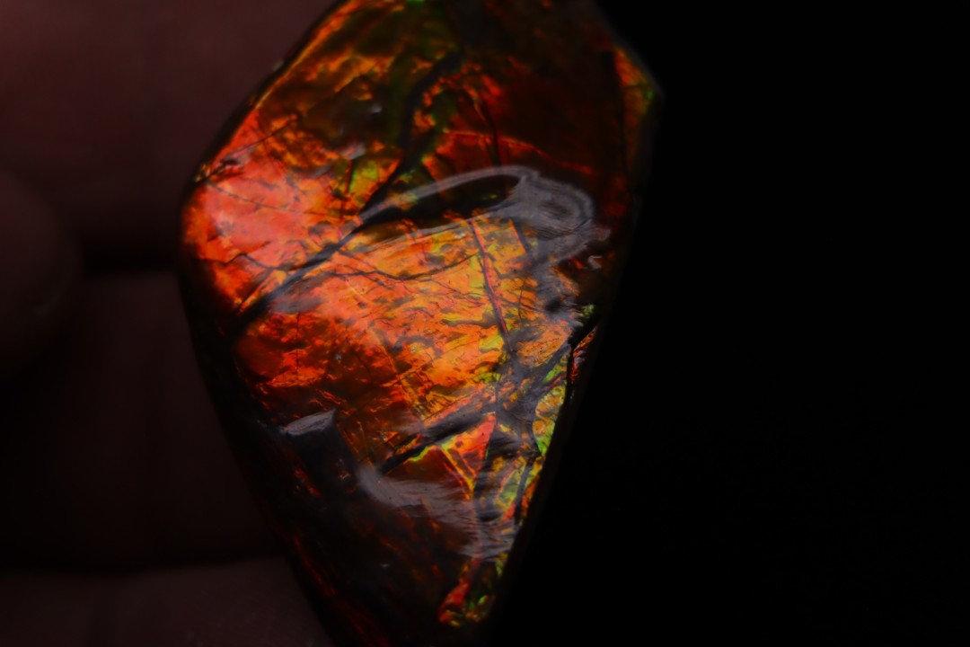 AMMOLITE - crétacé supérieur - Alberta, CANADA