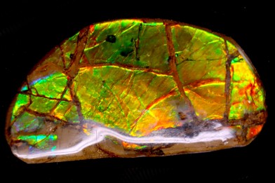 AMMOLITE : upper cretaceous - Alberta - CANADA